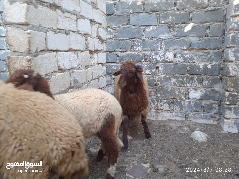 خرفان برقي البيع اعمار لباني