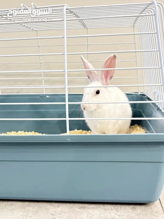 Selling a Dwarf Rex Mix Rabbit
