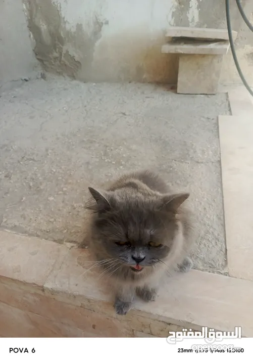 قط شيرازي  ذكر