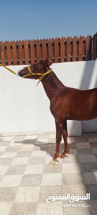 مهر بدوي العمر 10 شهور الطول 130 محجل ثلاث مطلق يمين سياله جميله ساغ سليم مهر ما شاء الله