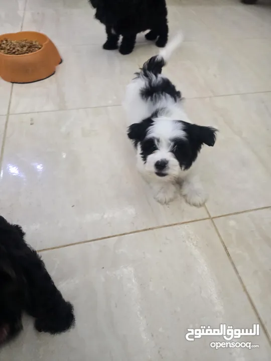 بودل وشيتزو poodle puppy and shitzu puppy