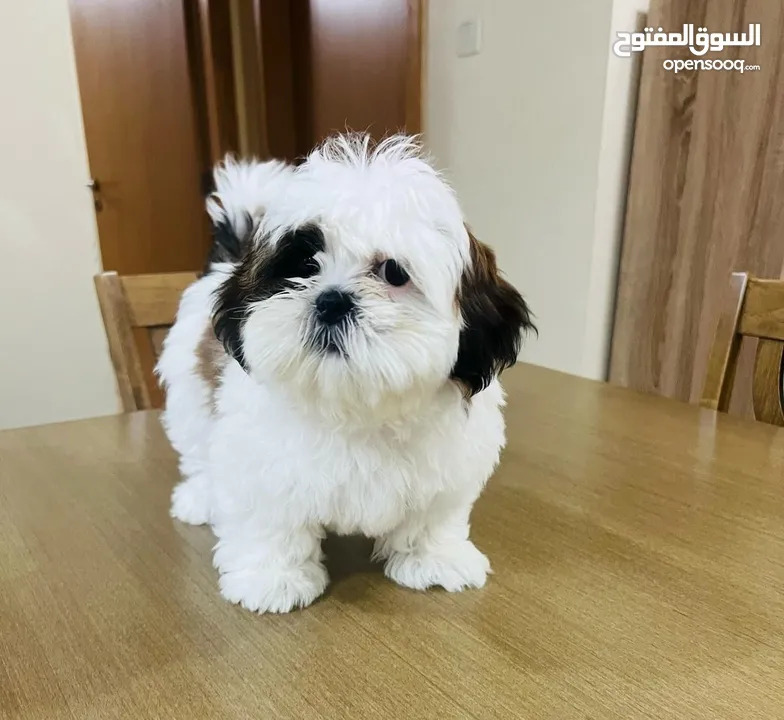 Mini Shih Tzu pure female puppy fully vaccinated, trained with Microship and Passport.