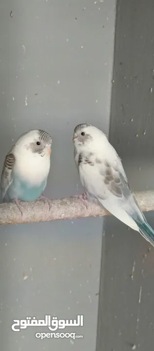 طيور حب نوعيه ممتازه