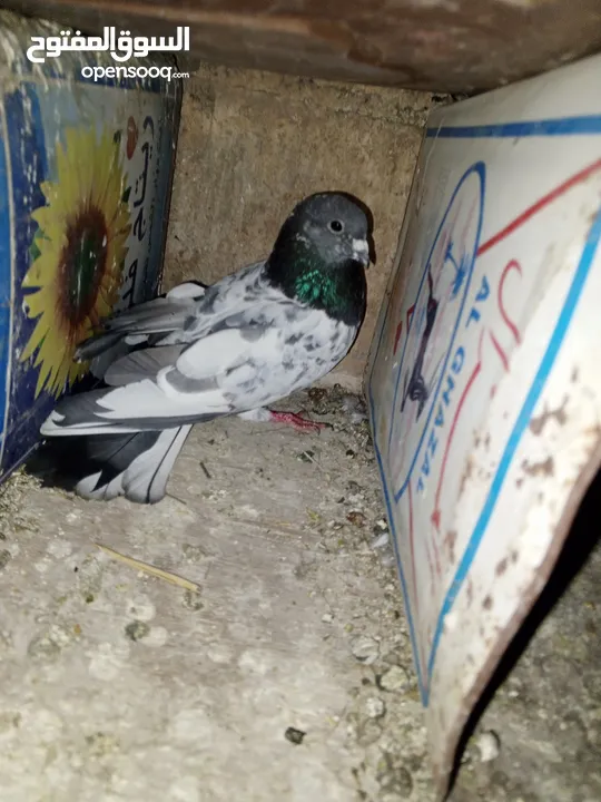 خم حمام اللبيع عشر جواز