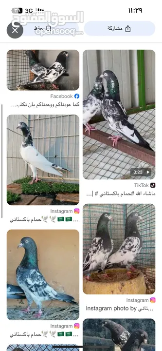 مطلوب حمام باكستاني وكويتي