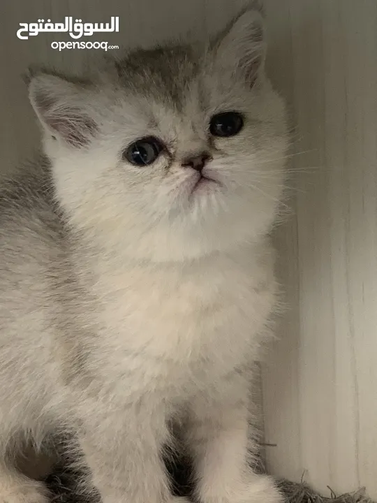 Scotch fold kittens