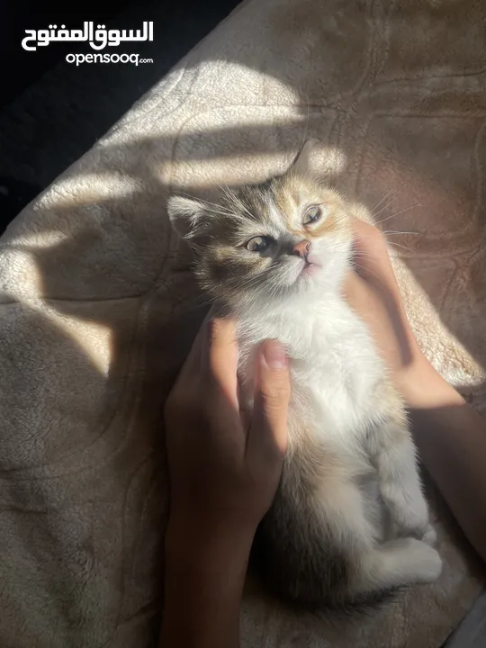 scottish fold for sale