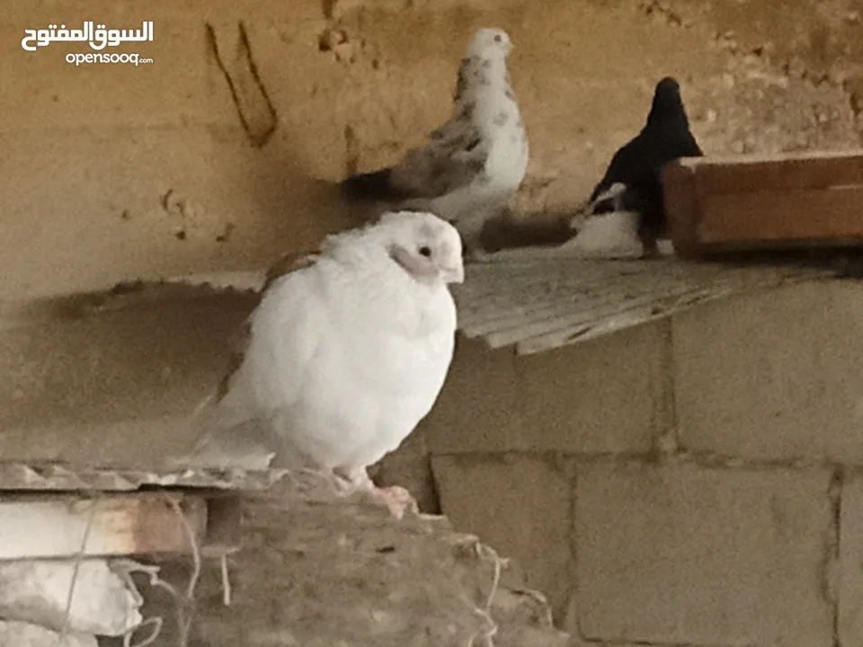 انواع حمام مشكلة للبيع