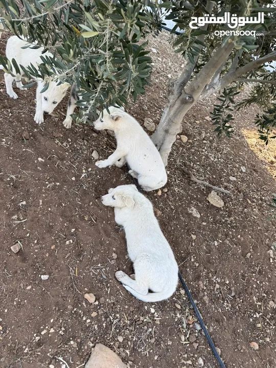 كلاب هاسكي للبيع ذكر وانثى