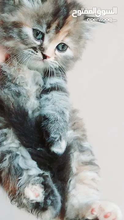 كيتنز بيرشن بيور مدربين ومطعمين حشرات 47 يوم