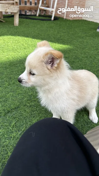 pomsky  ( female) (  2months old)