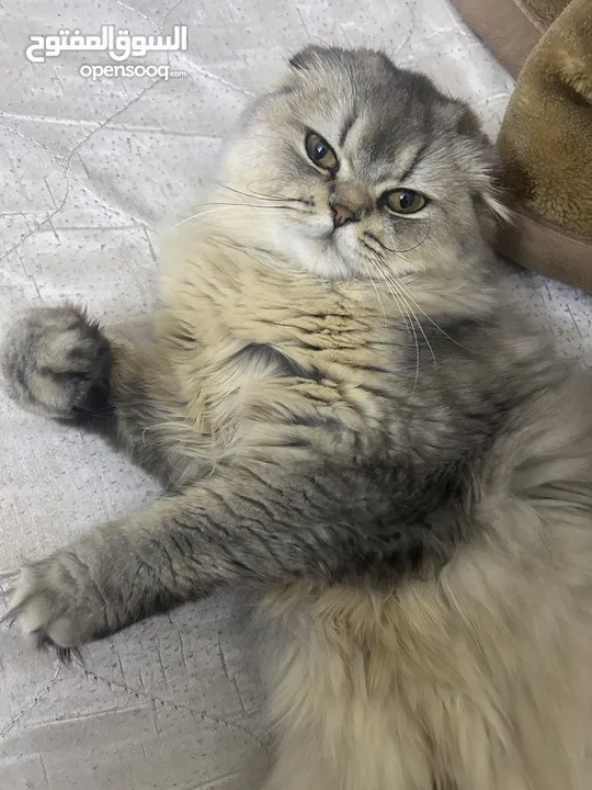 4 قطط للبيع