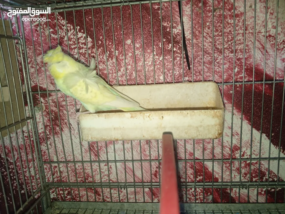 جواز حب مشكله