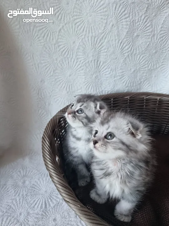 4 قطط سكوتش فولد Scottish fold