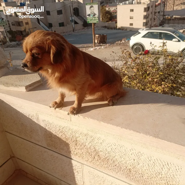 كلب للبيع أليف لعوب جدا بحب الناس