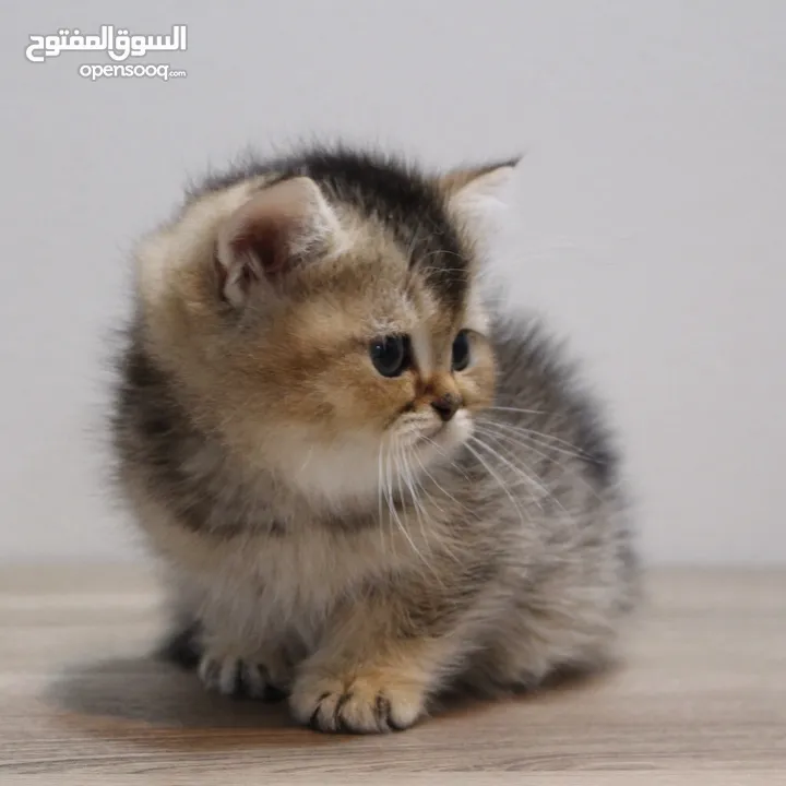 Kittens British Short Hair - كتنز برتش شورت هير