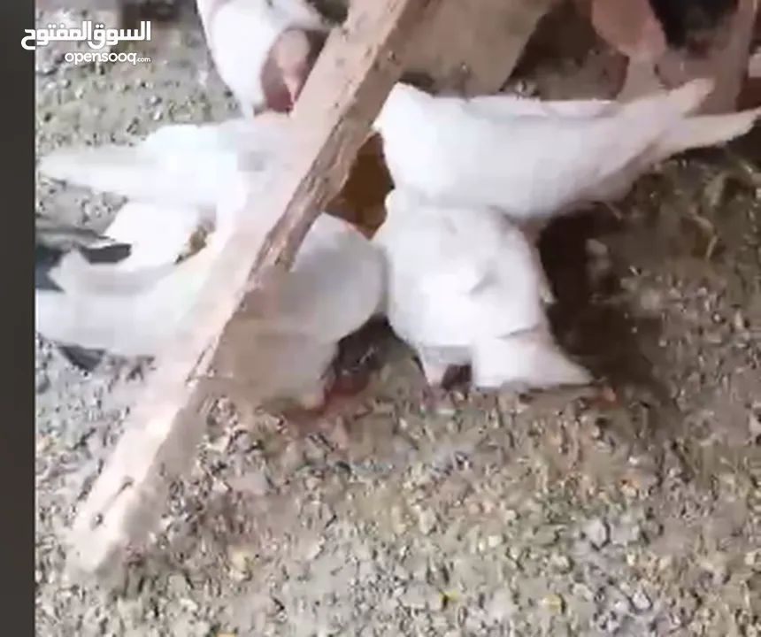 حمام لاحم فرنسي شغال  للبيع