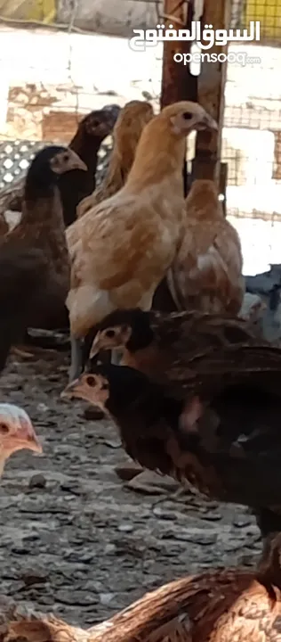 صوص بلدي للبيع