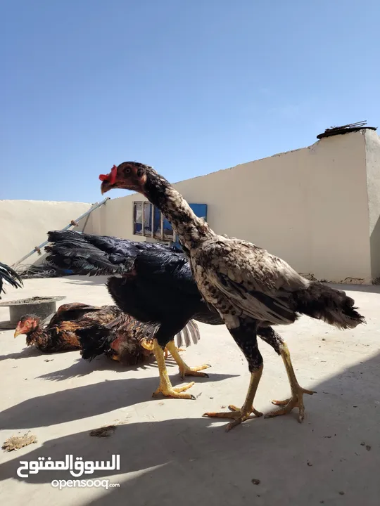 باكستاني، براهما، امهات لاحم فرخات عمر 3 شهور  صوص باكستاني حر  ديوك باكستاني خط أول و فرخات شغالة