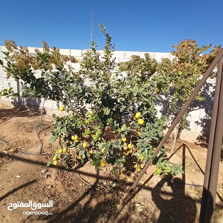 مزرعة أشجار للبيع اقساط/ كاش