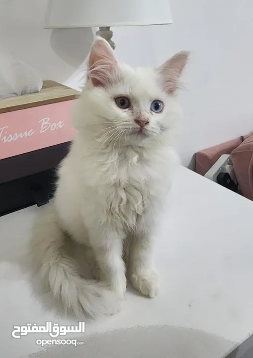 Turkish Angora male kittens