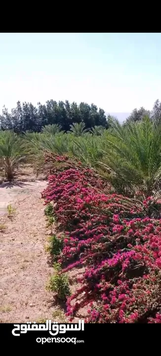 مزرعة للبيع في الكرامة