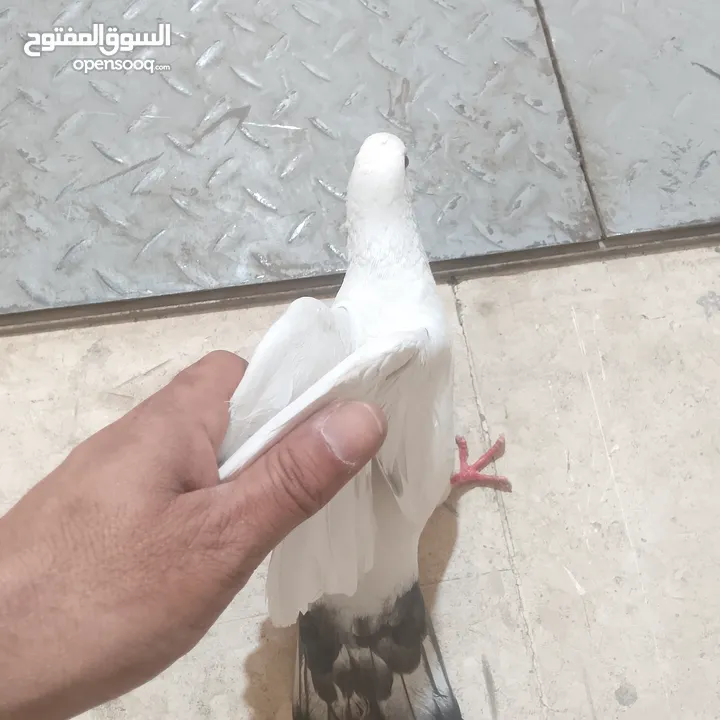 حمام بلدي شغال وصحه قويه شغل تربايه ومشروع زغاليل