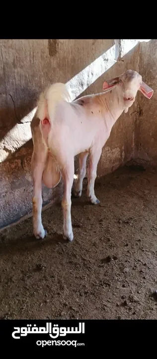 جدي شامي ابيض ابرص توب ثني حبتين على كل جال وثلث معزا مراح توب التوب مقنوي