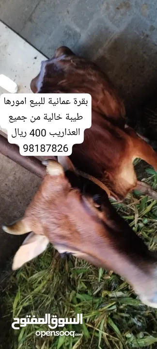 ابقار للبيع