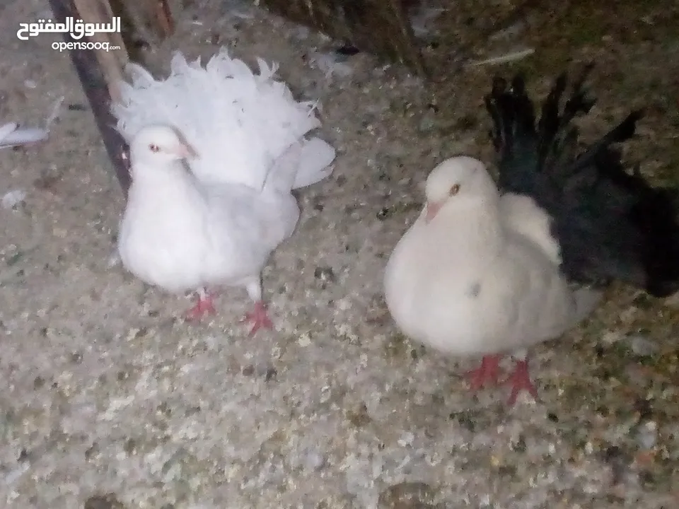 جوز حمام يمامه للبيع صحه ونضافه وشغال