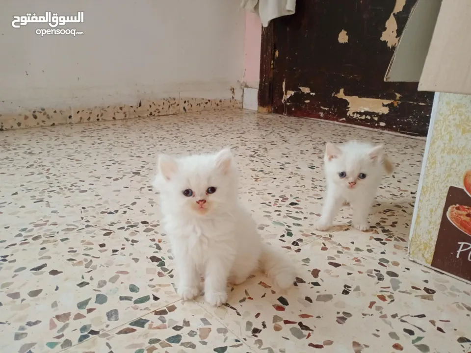 كتن للبيع مكس بلصلاه ع النبي جاهزات لبيتهم الجديد متعودات ع الدراي فود واللتر بوكس والبيع لغيرالتجار