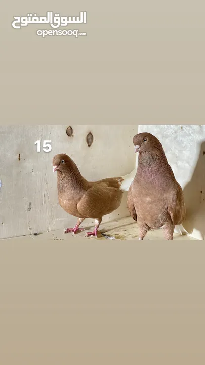 حمام نظيف شغال سعر مناسب لكل جوز_____