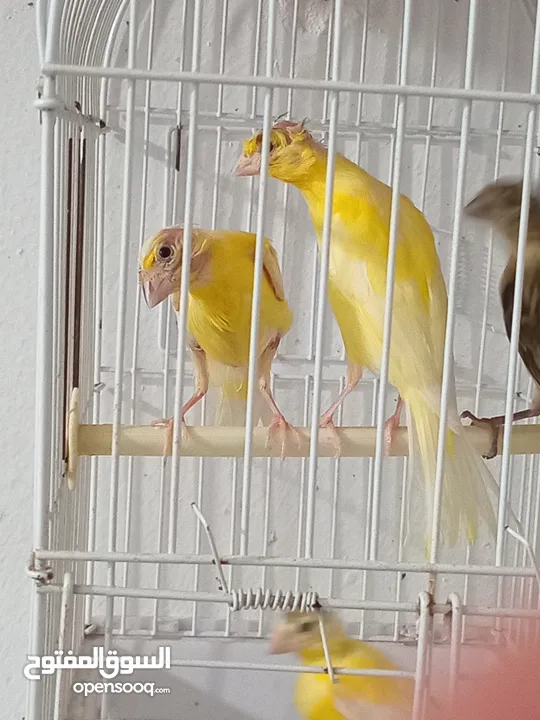 أربع حبات بناديك جنوبي عمر ثلاث شهور للتواصل زرقاء جبل طارق