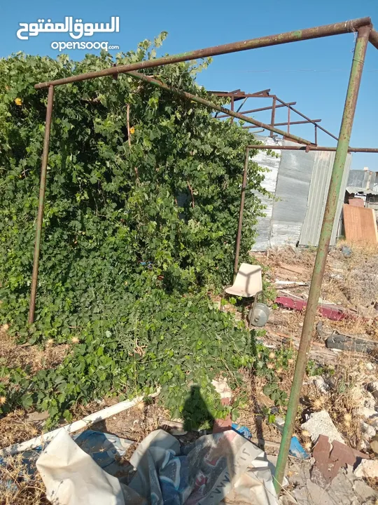 دالية دوالي للبيع بسعر 60 دينارر عمرها ما يقارب 12 سنه او اكثر موجوده في اربد حواره طريق الرمثا