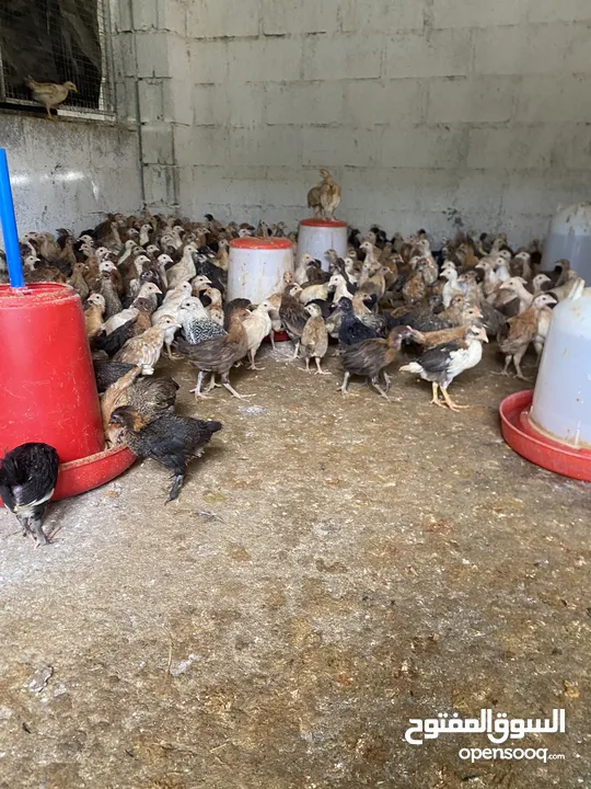 للبيع دجاج محلي عماني العدد مفتوح