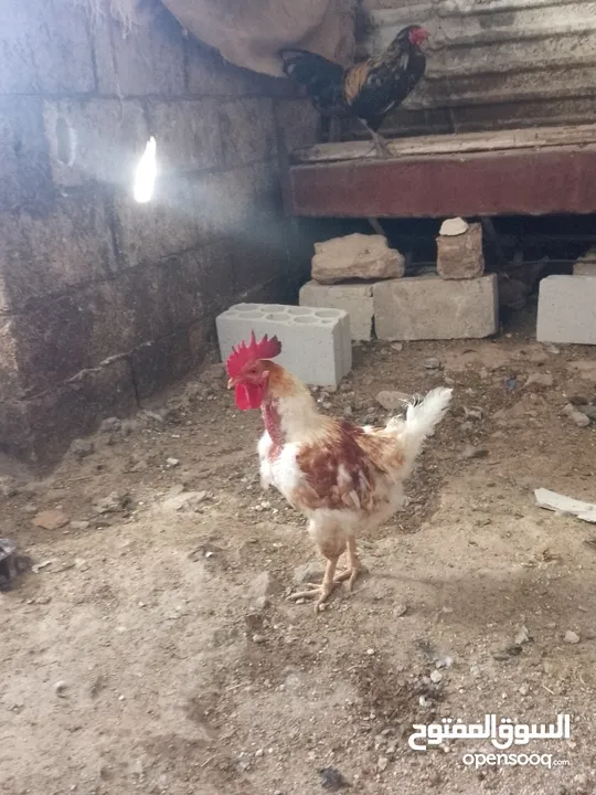 ثلاث ديوك بلدي
