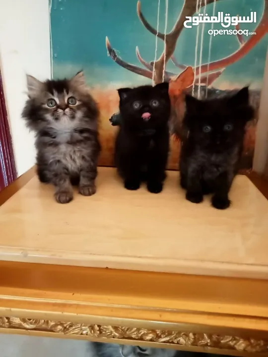 Britch/Scottch cat.. 2 months old