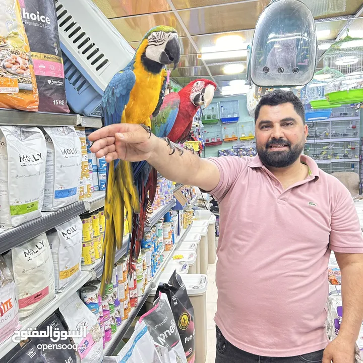 كاسكو مكاو كوكاتو امزون