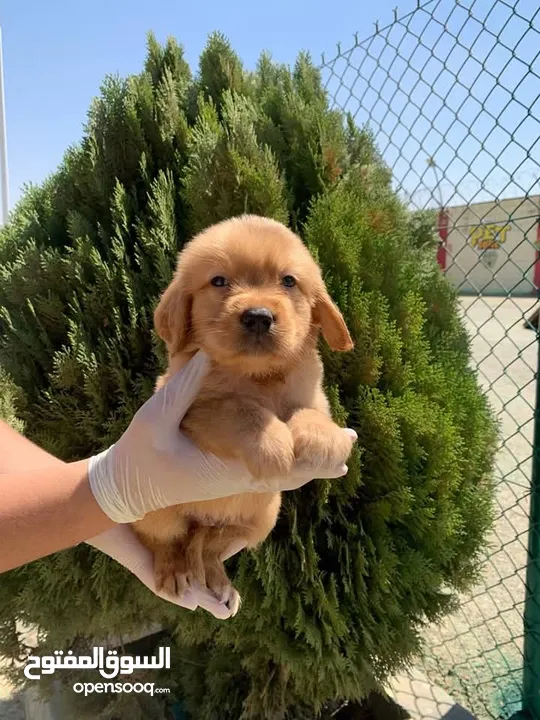 جولدن ريتريفر Golden retriever