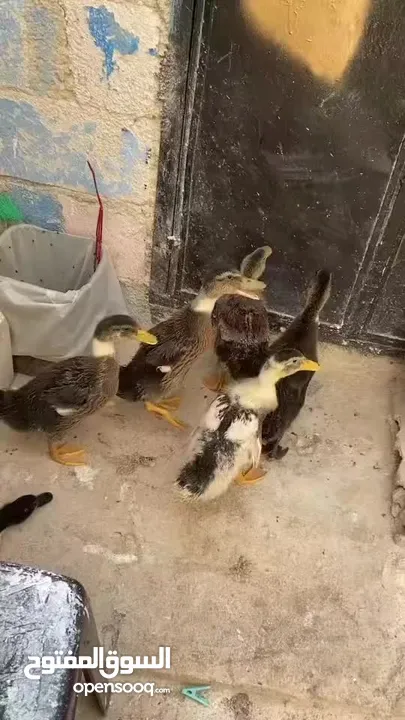 بط بلدي 30