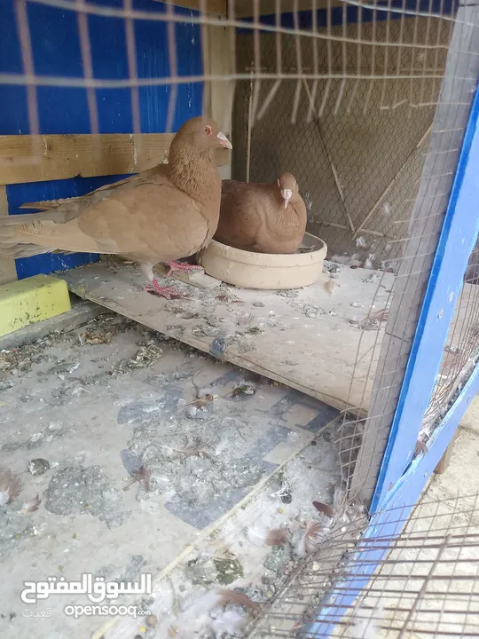 جواز حمام للبيع