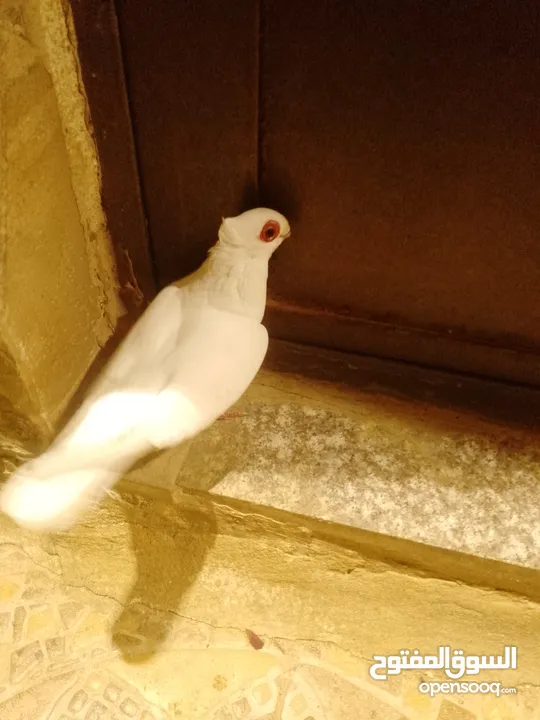 بولنديات نخب ولا غلطة