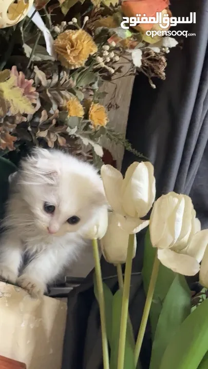 قط ابيض سكوتششش