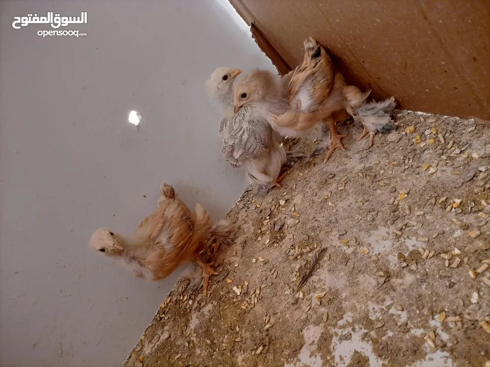 صيصان براهمي. عمر  شهر 5 ايام