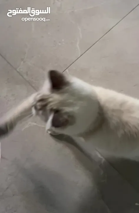 قطة سكوتش ستريت