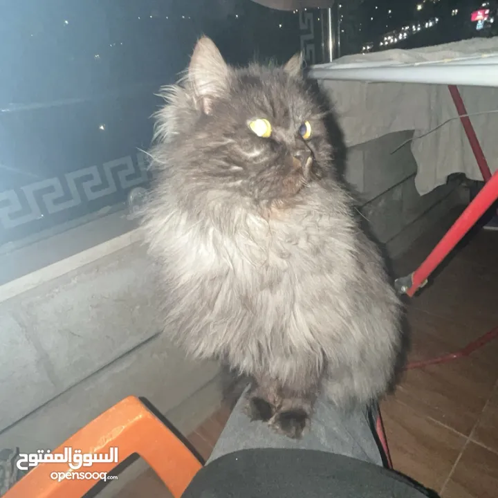 قطه هملايا بلون نادر ومميز