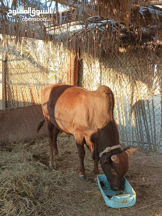 ثور بحري مطعوم للبيع