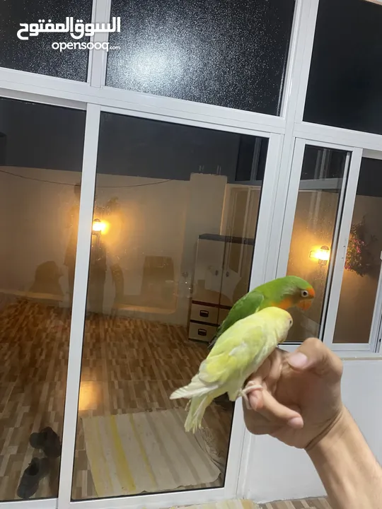 جوز روز أليفات للبيع