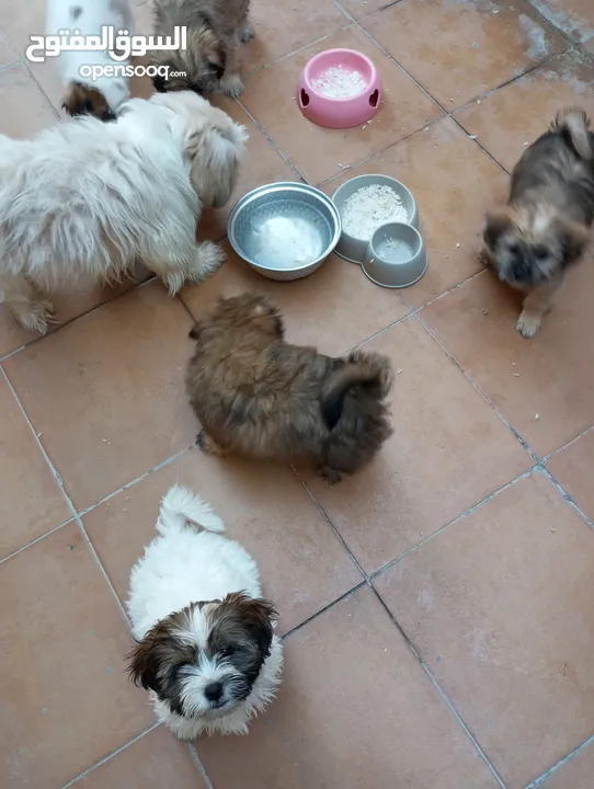 Mixed breed puppies for sale