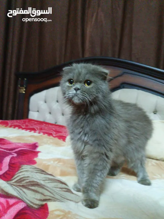 قطه سكوتش فولد لون سكني للبيع بسعر مغري جدا